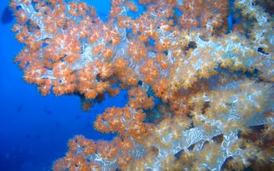 Corals eat plastic because they like its flavor