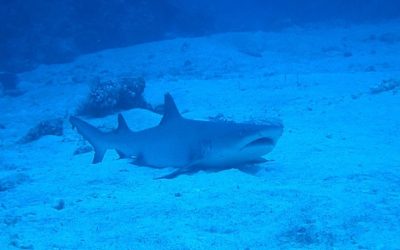 Ocean Gardener 4 – 9 Tips to Help Protecting Sharks