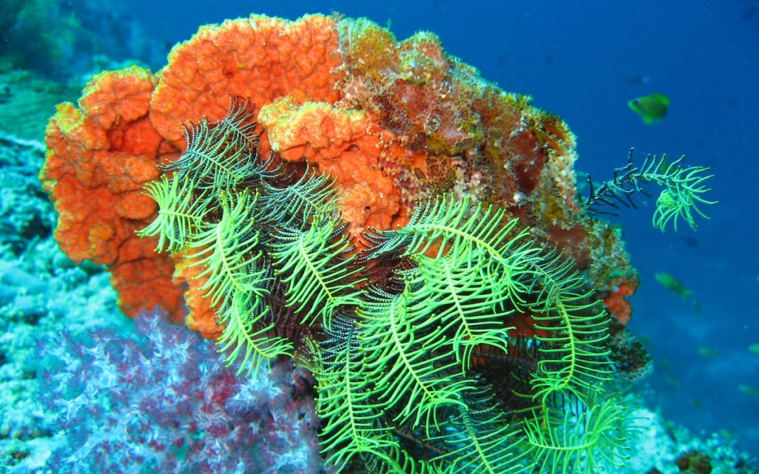 Ocean Gardener 3 – 11 Tips To Start Helping Coral Reefs Right Now