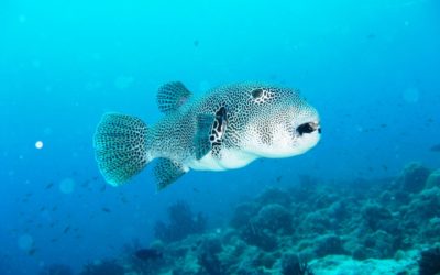 Amazing Facts About The Puffer Fish