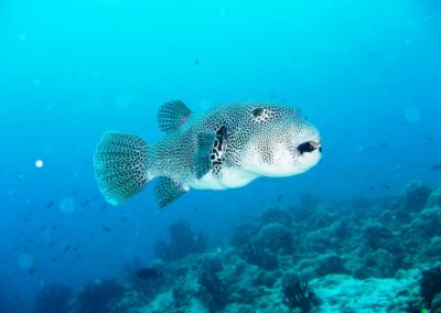 Amazing Facts About The Puffer Fish