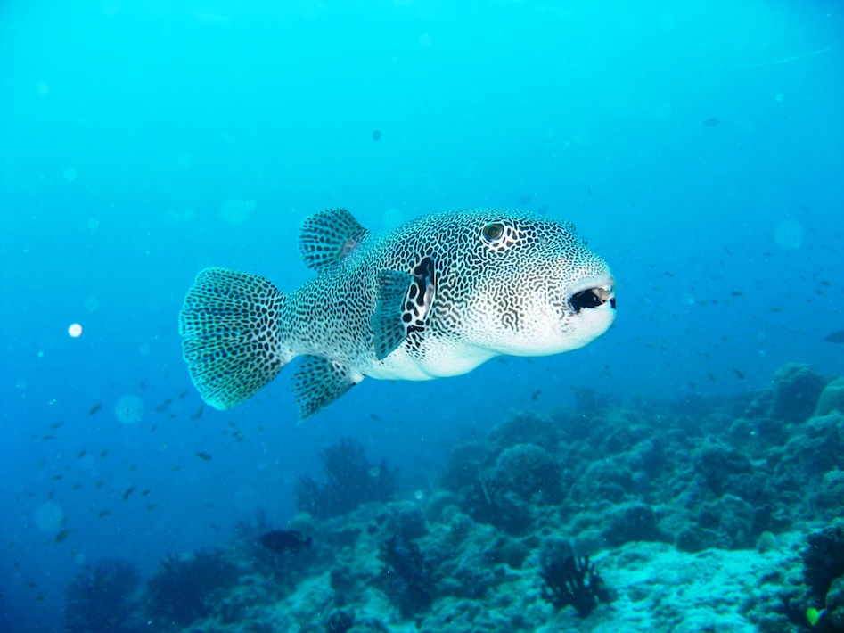 Amazing Facts About The Puffer Fish - Scuba Legends