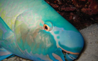 The amazing parrot fish