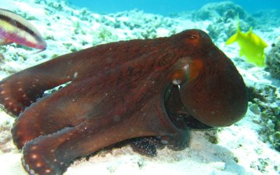 17 Amazing Facts About Octopuses You Can’t Miss