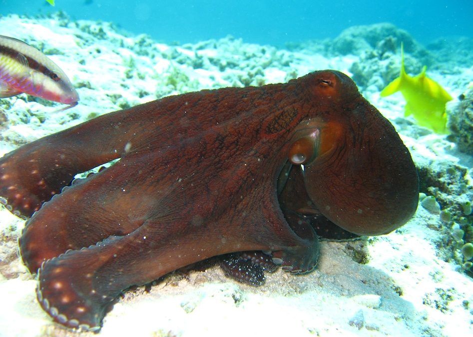 17 Amazing Facts About Octopuses You Can’t Miss