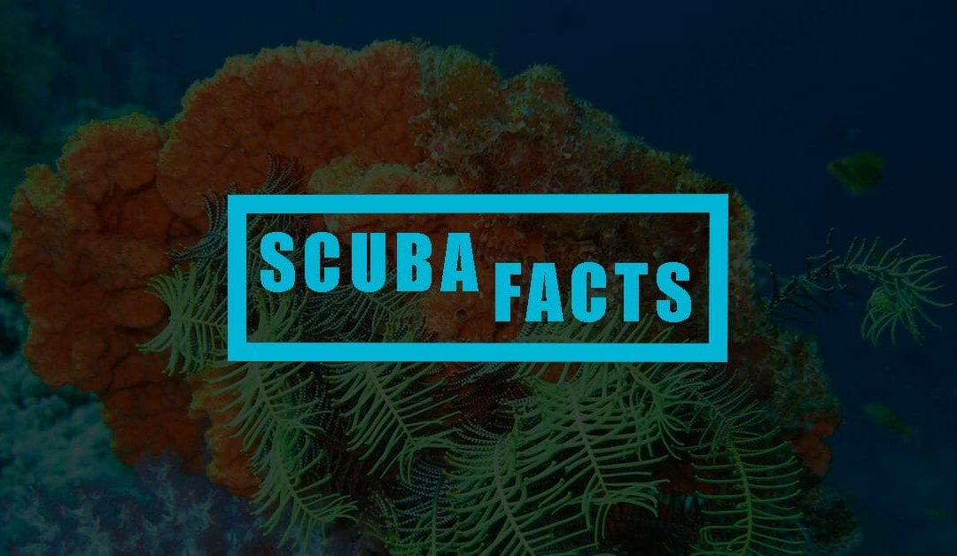 15 Curious Scuba Diving Facts You Most Probably Don’t Know