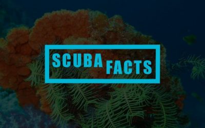 15 Curious Scuba Diving Facts You Most Probably Don’t Know