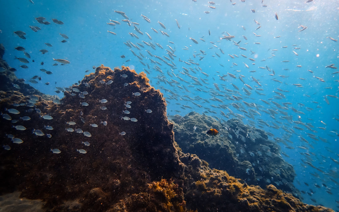 Lanzarote – A Top Diving Destination in Europe