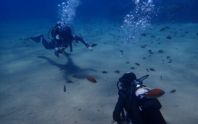 Why to become a PADI Dive Instructor and how to find the right PADI 5 Star IDC Centre?